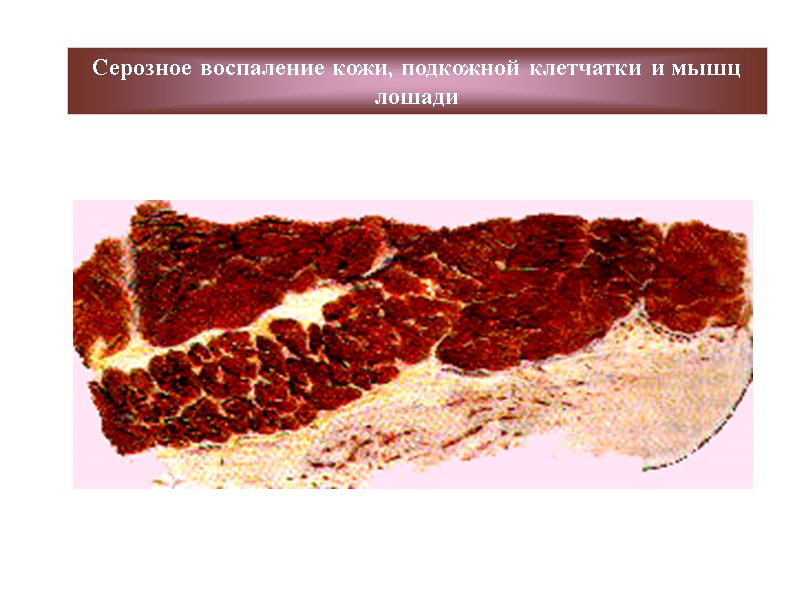 Серозное воспаление кожи, подкожной клетчатки и мышц лошади